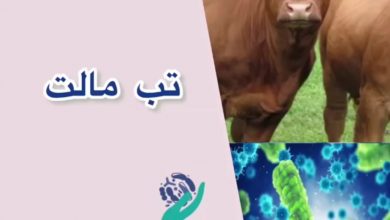 تب مالت